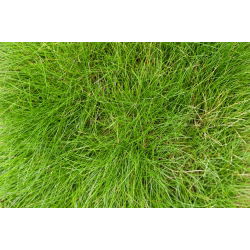 Kostrzewa szczeciniasta Bornito - 5 kg