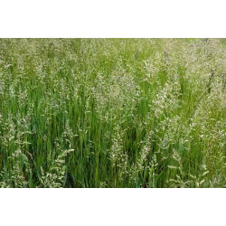 Kostrzewa szczeciniasta Bornito - 5 kg