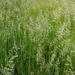 Kostrzewa szczeciniasta Bornito - 5 kg