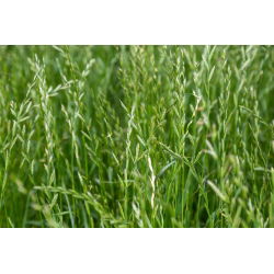 Życica trwała 4N pastewna Calibra - 5 kg