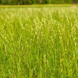 Życica trwała 4N pastewna Calibra - 5 kg