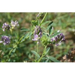 Lucerna siewna Eugenia - 1 kg