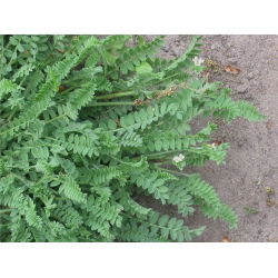 Seradela Emena - 0,5 kg