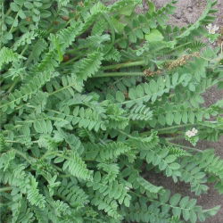 Seradela Emena - 5 kg