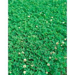 Koniczyna biała drobnolistna Abercrest - 0,5 kg