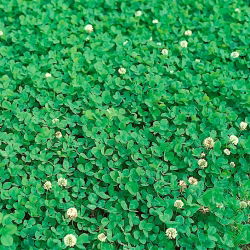 Koniczyna biała drobnolistna Abercrest - 0,5 kg