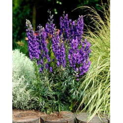 Tojad niebieski - Aconitum - sadzonka