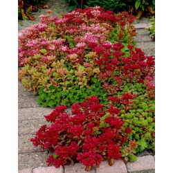 Rozchodnik kaukaski - Sedum Spurium - sadzonka