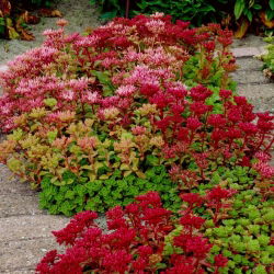 Rozchodnik kaukaski - Sedum Spurium - sadzonka
