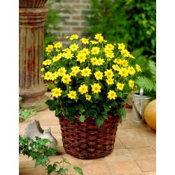 Dalia - Topmix Yellow