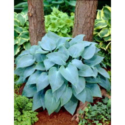 Funkia - Canadian Blue