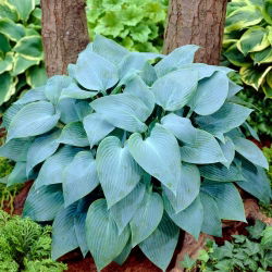 Funkia - Canadian Blue