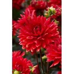 Dalia - Garden Wonder