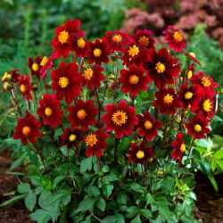 Dalia - Topmix Purple