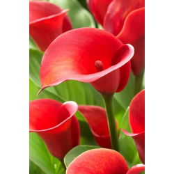 Calla Red Alert