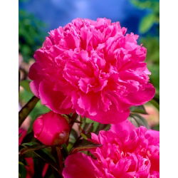 Piwonia, Paeonia - Amabilis - sadzonka