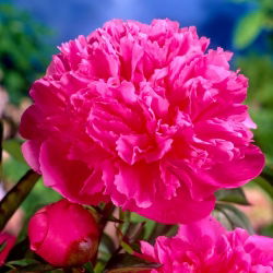 Piwonia, Paeonia - Amabilis - sadzonka