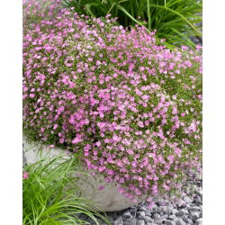 Gipsówka różowa - Gypsophila - sadzonka