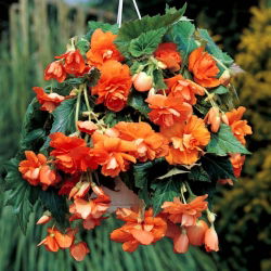 Begonia zwisająca, kaskadowa - pomarańczowa - 2 bulwy