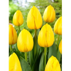 Tulipan Novi Sun - 5 szt.