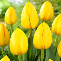 Tulipan Novi Sun - 50 szt.