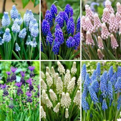 Zestaw M -  45 cebulek szafirków, kolekcja 6 najpiękniejszych odmian