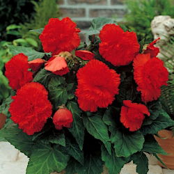 Begonia strzępiasta Fimbriata - czerwona - 2 bulwy