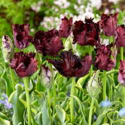 Tulipan Frozen Night - 5 szt.