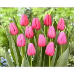 Tulipan Big Love - 5 szt.