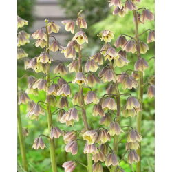 Szachownica perska - Green Dreams - 10 szt.