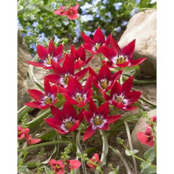 Tulipan Tiny Timo - 5 szt.