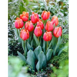 Tulipan Jimmy - 50 szt.