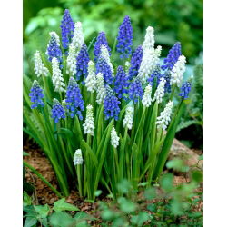 Szafirek - Muscari - kompozycja biało-niebieska - 60 szt.