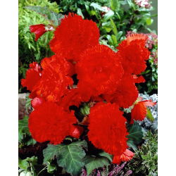 Begonia strzępiasta Fimbriata - czerwona - 2 bulwy