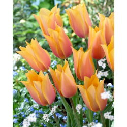 Tulipan Blushing Lady - 5 szt.