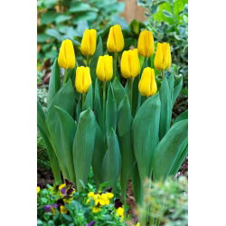 Tulipan Caractere - 50 szt.