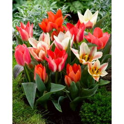 Tulipan niski mix - Greigii mix - 5 szt.