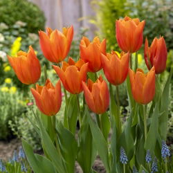 Tulipan Greetje Smit - 5 szt.