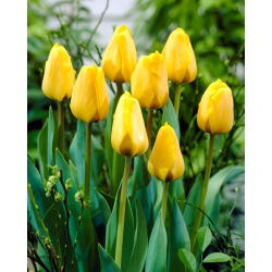 Tulipan Golden Apeldoorn - 5 cebulek