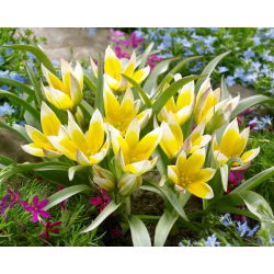 Tulipan Tarda - 5 cebulek