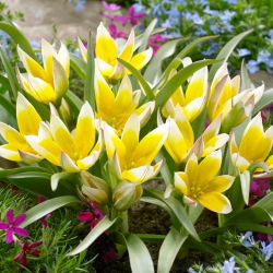Tulipan Tarda - 5 cebulek