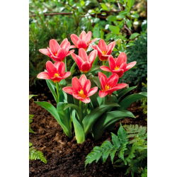 Tulipan Fashion - duża paczka! - 50 szt.