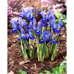 Irys żyłkowany - Iris reticulata - 10 sztuk