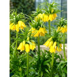 Korona cesarska żółta - Lutea Maxima - 1 cebula