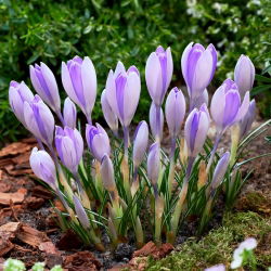 Krokus Vanguard - duża paczka! - 100 szt.