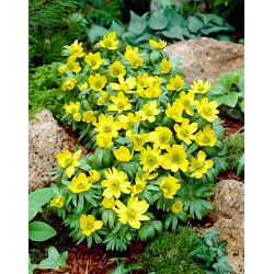 Rannik wiosenny Eranthis cilicica - duża paczka! - 50 szt.
