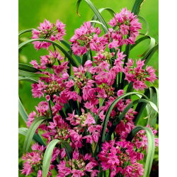 Czosnek kazachstański, czosnek Ostrowskiego - Allium oreophilum - 20 cebulek