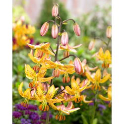 Lilia złotogłów żółta - Lilia martagon Yellow - 1 cebula