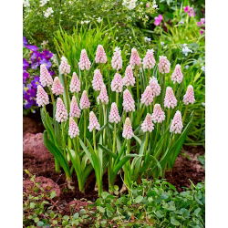 Szafirek różowy Pink Sunrise - Muscari - 1 cebulka