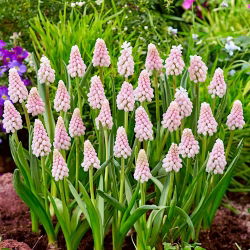 Szafirek różowy Pink Sunrise - Muscari - 1 cebulka